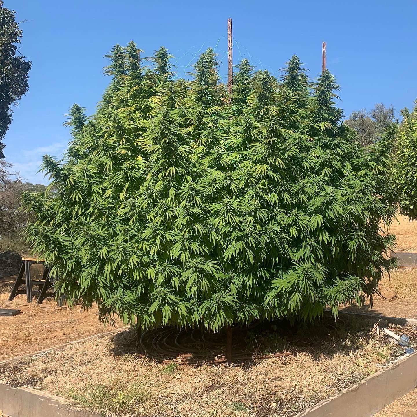 Hawaiian Cookie - Image 2