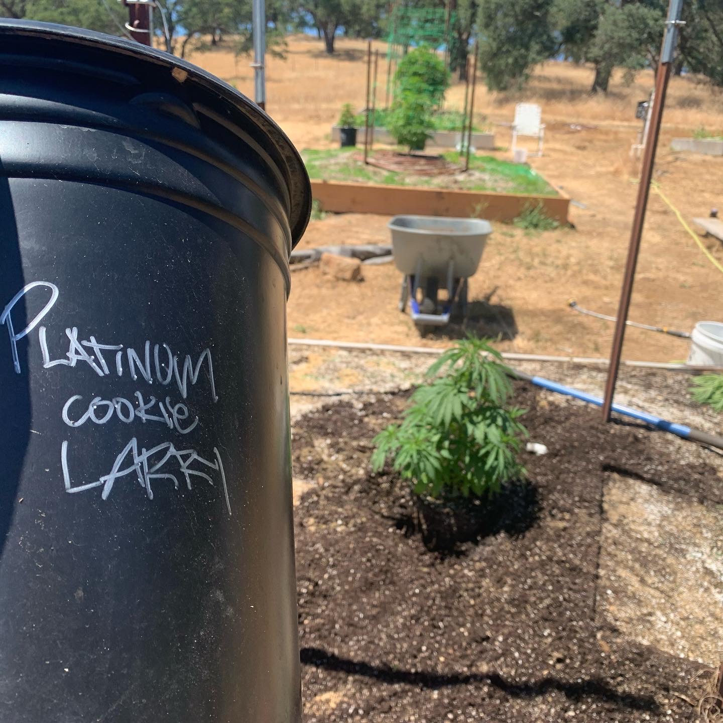 Hawaiian Cookie - Image 3