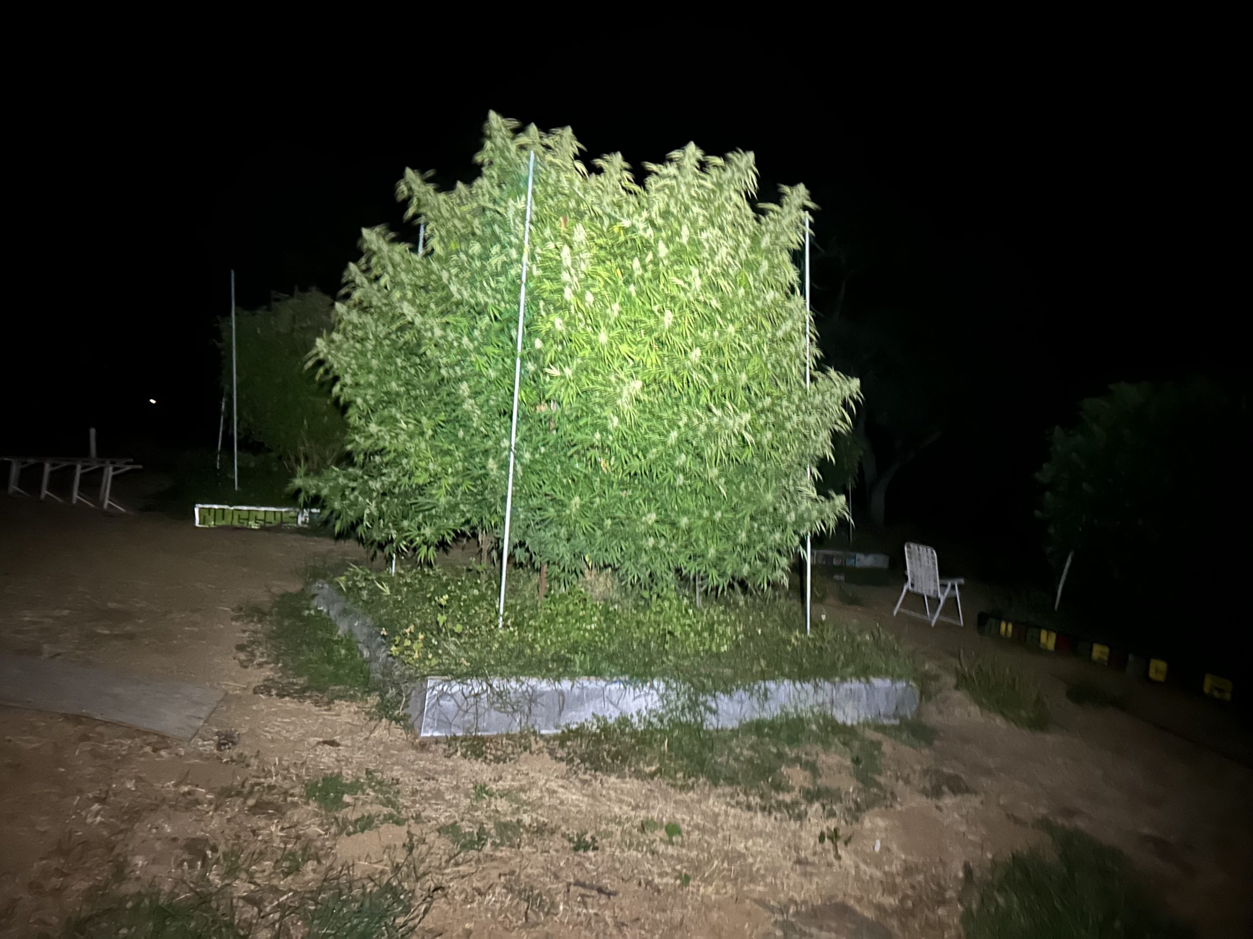 "Goojahta" - Image 3