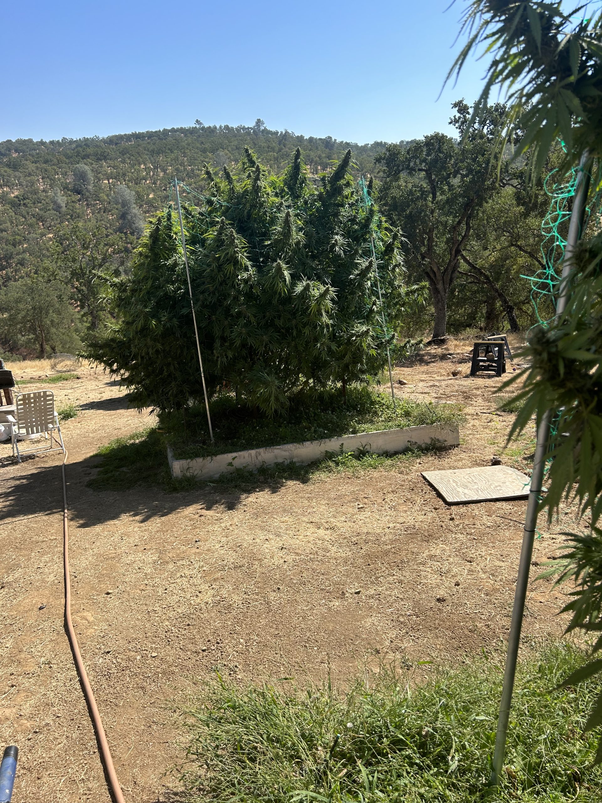 "Goojahta" - Image 2